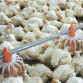 Geflügelausrüstung für Broiler und Huhn